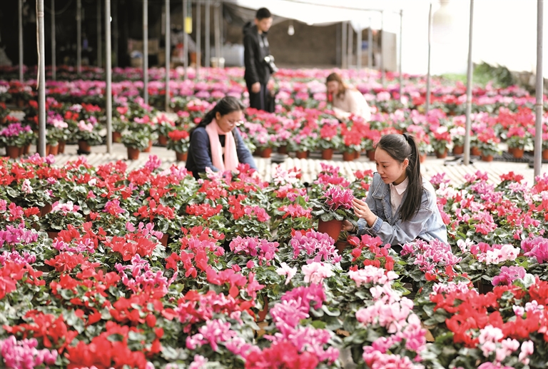 3月27日,顾客在河北省衡水市桃城区一个花卉种植基地内挑选鲜花.