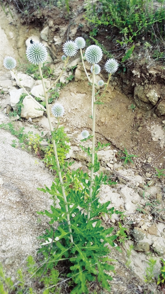 作为火绒的植物漏芦.