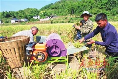 田间稻谷黄 机械收割忙