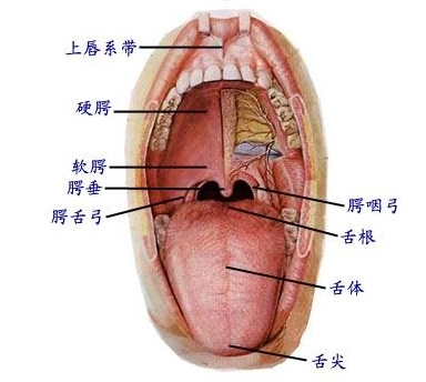 病人口腔怎么护理_病人口腔护理图片